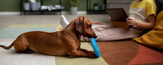 10 Everyday Essentials Every Pet Parent Should Have at Home