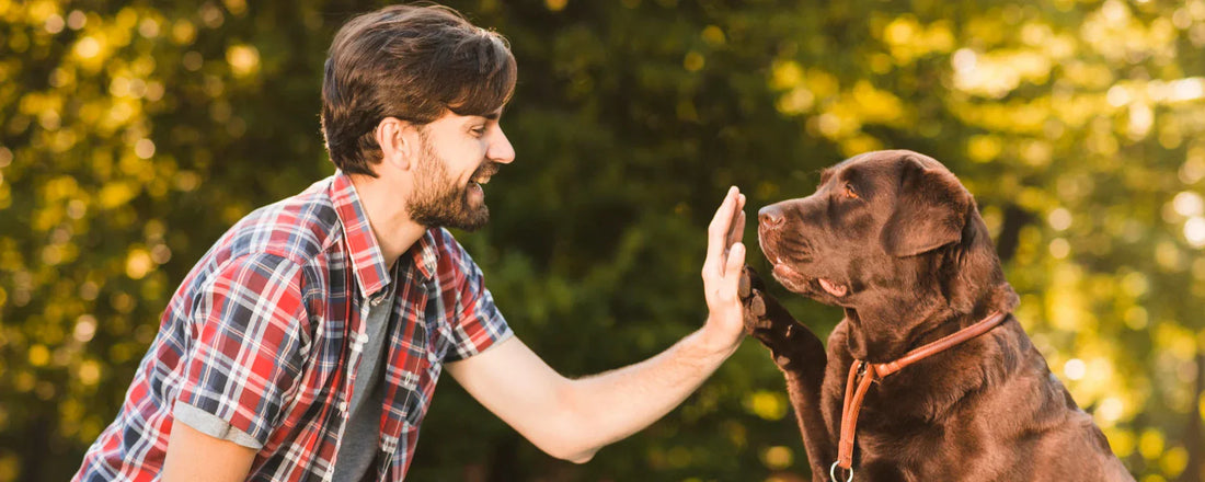 How to Keep Your Pet Happy and Healthy: Expert Tips You Can Start Using Today