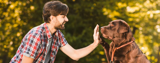 How to Keep Your Pet Happy and Healthy: Expert Tips You Can Start Using Today