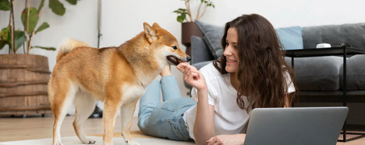 The Ultimate Pet Care Guide for Busy Owners: Save Time Without Sacrificing Love